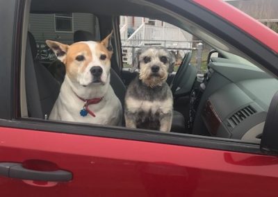 2 dog in car